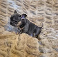 Blue Ivy , a female French Bulldog for sale in Alexander City, AL – Photo 1 of 4