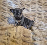 Blue Ivy , a female French Bulldog for sale in Alexander City, AL – Photo 2 of 4
