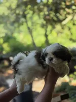 Champ, a male Shih Tzu for sale in Alexander City, AL – 4 of 7