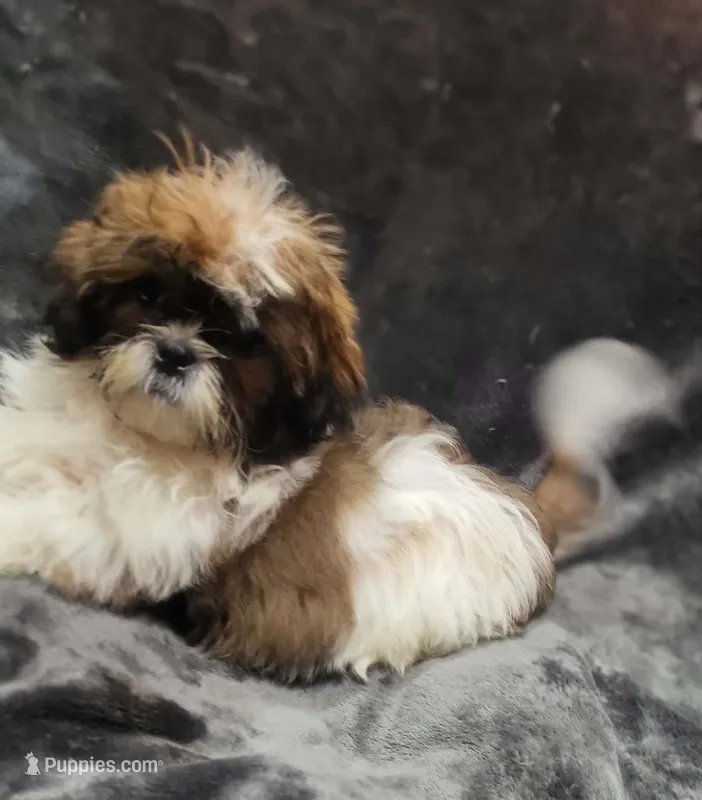 Rowdy  – Shihpoo puppy for sale in Alexander City, AL