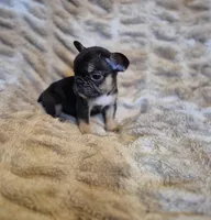 Nova , a female French Bulldog for sale in Alexander City, AL – Photo 2 of 4