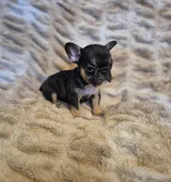 Nova , a female French Bulldog for sale in Alexander City, AL – Photo 1 of 4