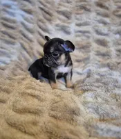 Nova , a female French Bulldog for sale in Alexander City, AL – Photo 4 of 4