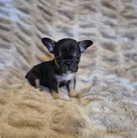 Nova , a female French Bulldog for sale in Alexander City, AL – Photo 3 of 4