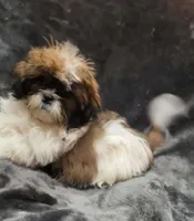 Rocky , a male Shihpoo for sale in Alexander City, AL – 1 of 1