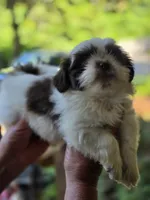 Champ, a male Shih Tzu for sale in Alexander City, AL – 5 of 7