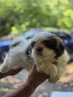 Chip, a male Shih Tzu for sale in Alexander City, AL – 3 of 8