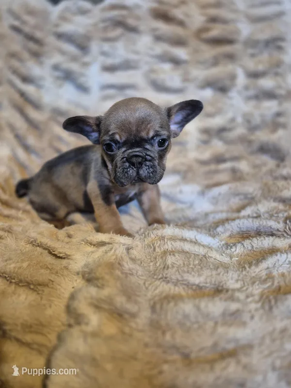 Abram, a male French Bulldog for sale in Alexander City, AL – Photo 1 of 4