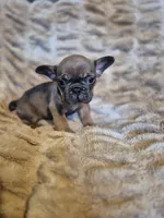 Abram, a male French Bulldog for sale in Alexander City, AL – Photo 1 of 4