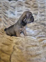 Abram, a male French Bulldog for sale in Alexander City, AL – Photo 3 of 4