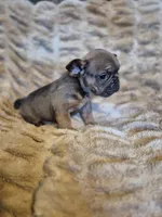 Abram, a male French Bulldog for sale in Alexander City, AL – Photo 2 of 4