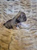 Abram, a male French Bulldog for sale in Alexander City, AL – Photo 4 of 4