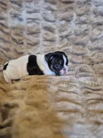 Piper, a female French Bulldog for sale in Alexander City, AL – Photo 6 of 6