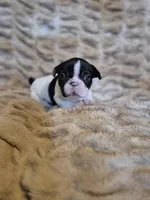 Piper, a female French Bulldog for sale in Alexander City, AL – Photo 1 of 6