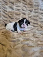 Piper, a female French Bulldog for sale in Alexander City, AL – Photo 4 of 6