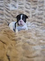 Piper, a female French Bulldog for sale in Alexander City, AL – Photo 2 of 6