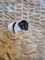 Piper, a female French Bulldog for sale in Alexander City, AL – Photo 5 of 6