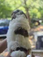 Chip, a male Shih Tzu for sale in Alexander City, AL – 2 of 8