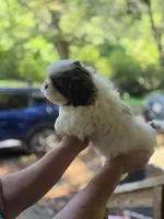 Chip, a male Shih Tzu for sale in Alexander City, AL – 7 of 8