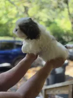 Chip, a male Shih Tzu for sale in Alexander City, AL – 4 of 8