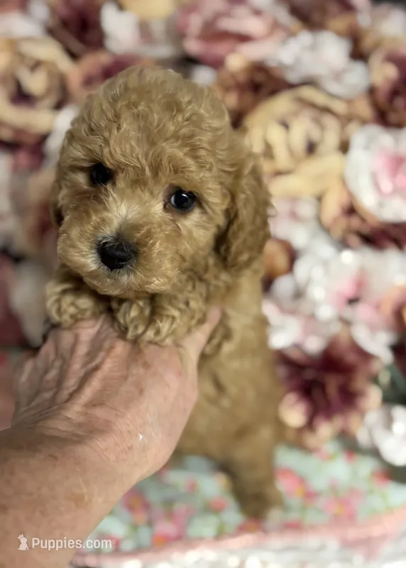 Silas – Maltipoo, Poodle - Toy  puppy for sale in Peculiar, MO