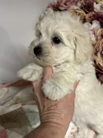 Edward, a male Maltipoo and Poodle - Toy  for sale in Peculiar, MO – 2 of 9