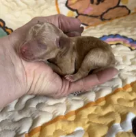 Theodore, a male Poodle - Toy  for sale in Peculiar, MO – Photo 3 of 3