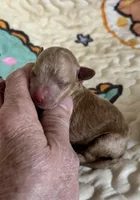 Theodore, a male Poodle - Toy  for sale in Peculiar, MO – Photo 2 of 3