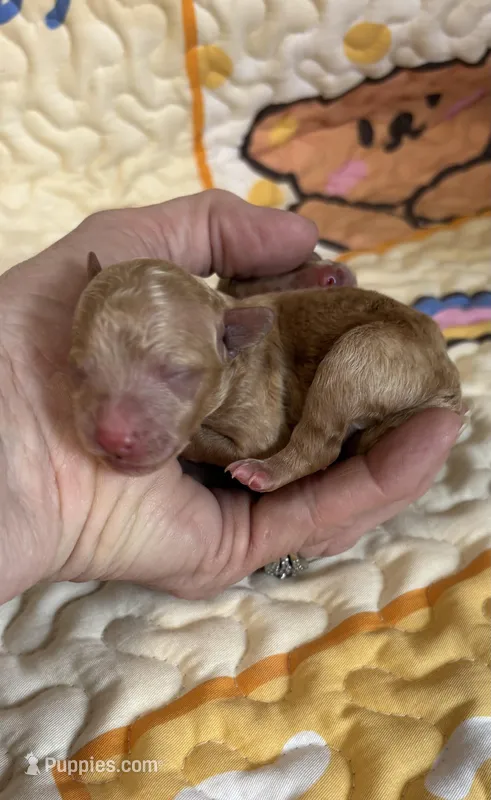 Theodore, a male Poodle - Toy  for sale in Peculiar, MO – Photo 1 of 3