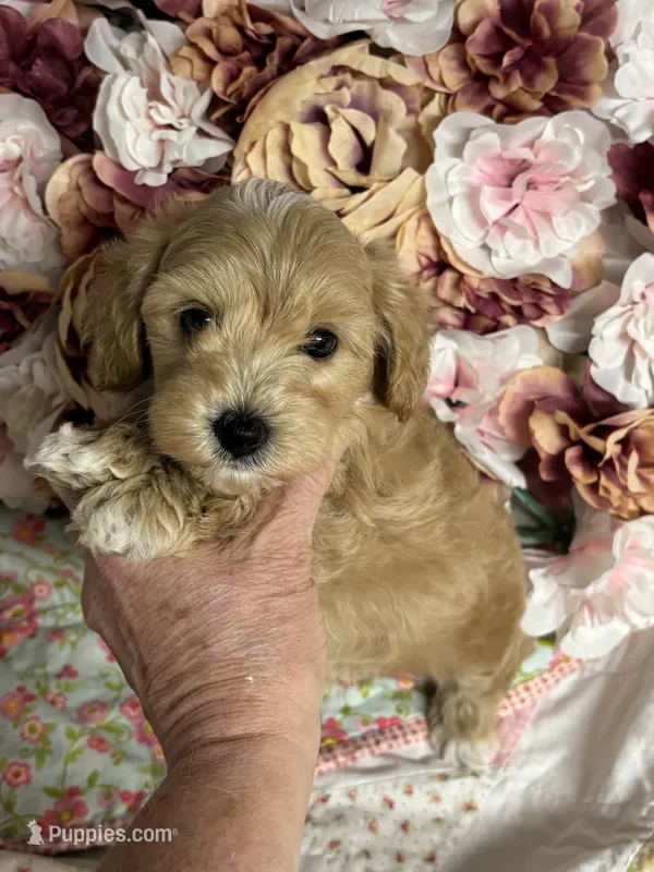 Shane – Maltipoo, Poodle - Toy  puppy for sale in Peculiar, MO