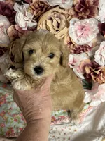 Shane, a male Maltipoo and Poodle - Toy  for sale in Peculiar, MO – 1 of 10