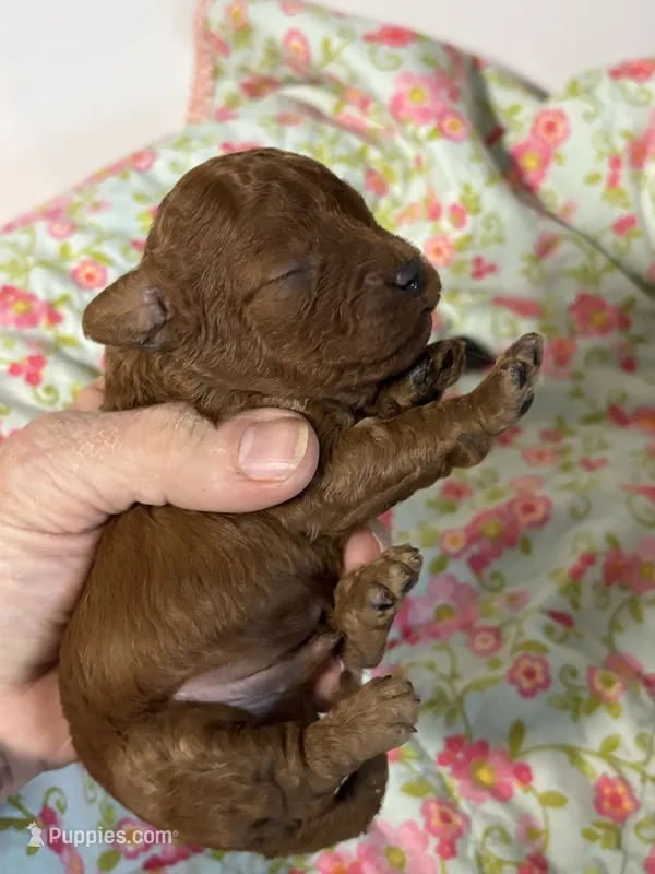 Cody – Cavapoo, Poodle - Toy  puppy for sale in Peculiar, MO