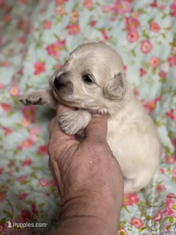 Edward – Maltipoo, Poodle - Toy  puppy for sale in Peculiar, MO