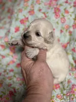 Edward, a male Maltipoo and Poodle - Toy  for sale in Peculiar, MO – 1 of 4
