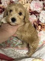 Shane, a male Maltipoo and Poodle - Toy  for sale in Peculiar, MO – 2 of 10
