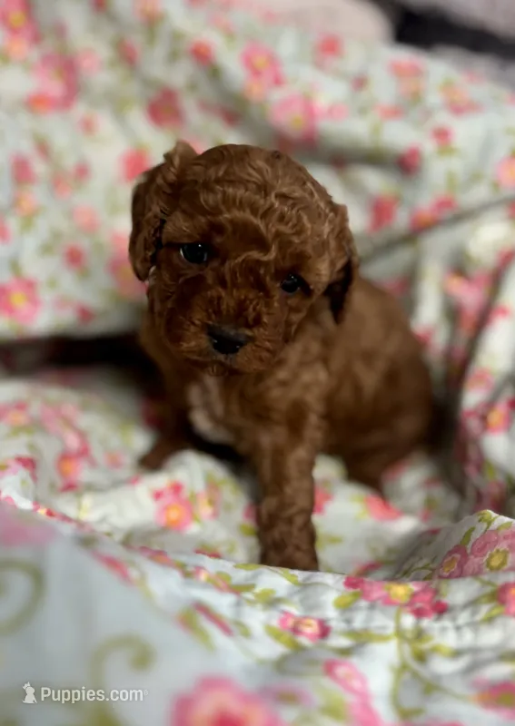Chloe  – Cavapoo, Poodle - Toy  puppy for sale in Peculiar, MO