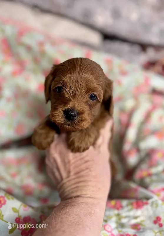 Charlie  – Cavapoo, Poodle - Toy  puppy for sale in Peculiar, MO