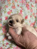 Everett, a male Maltipoo and Poodle - Toy  for sale in Peculiar, MO – 5 of 5