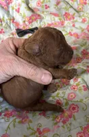 Cody, a male Cavapoo and Poodle - Toy  for sale in Peculiar, MO – 2 of 4