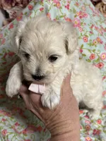 Edward, a male Maltipoo and Poodle - Toy  for sale in Peculiar, MO – 6 of 9