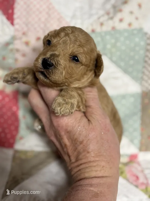 Silas – Maltipoo, Poodle - Toy  puppy for sale in Peculiar, MO
