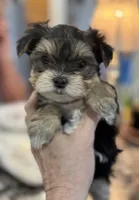 Clancy , a male Morkie for sale in Peculiar, MO – Photo 8 of 8
