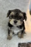 Clancy , a male Morkie for sale in Peculiar, MO – Photo 3 of 8