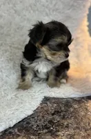 Clancy , a male Morkie for sale in Peculiar, MO – Photo 7 of 8