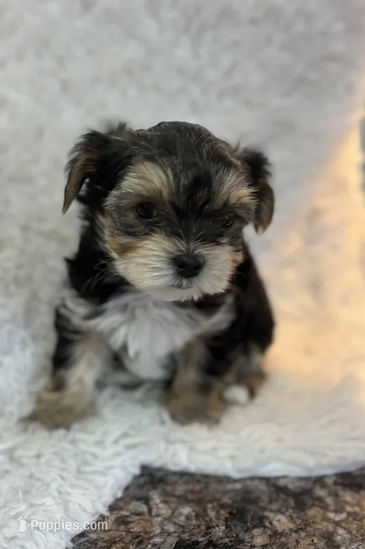 Clancy  – Morkie puppy for sale in Peculiar, MO