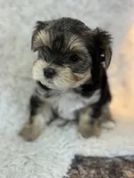 Clancy , a male Morkie for sale in Peculiar, MO – Photo 5 of 8