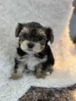 Clancy , a male Morkie for sale in Peculiar, MO – Photo 6 of 8