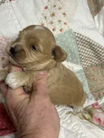 Shane, a male Maltipoo and Poodle - Toy  for sale in Peculiar, MO – 2 of 4