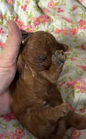 Cody, a male Cavapoo and Poodle - Toy  for sale in Peculiar, MO – 3 of 4