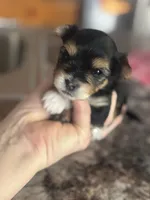 Raymond, a male Yorkshire Terrier and Morkie for sale in Peculiar, MO – 4 of 4